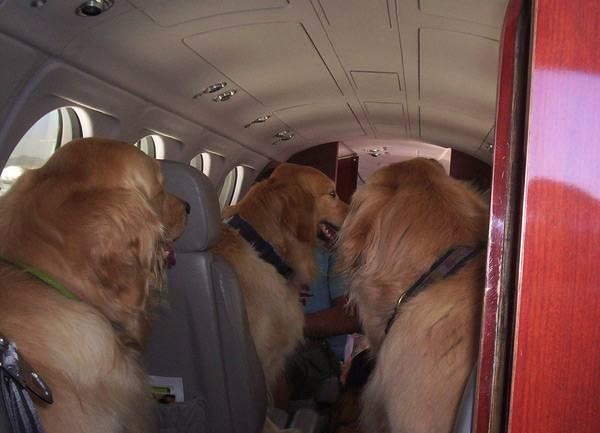 Dogs passengers on private jet