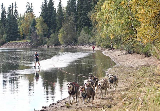 Waterskiing, Sled Dogs