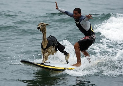 Camel Surfing on Ocean, Random, WTF