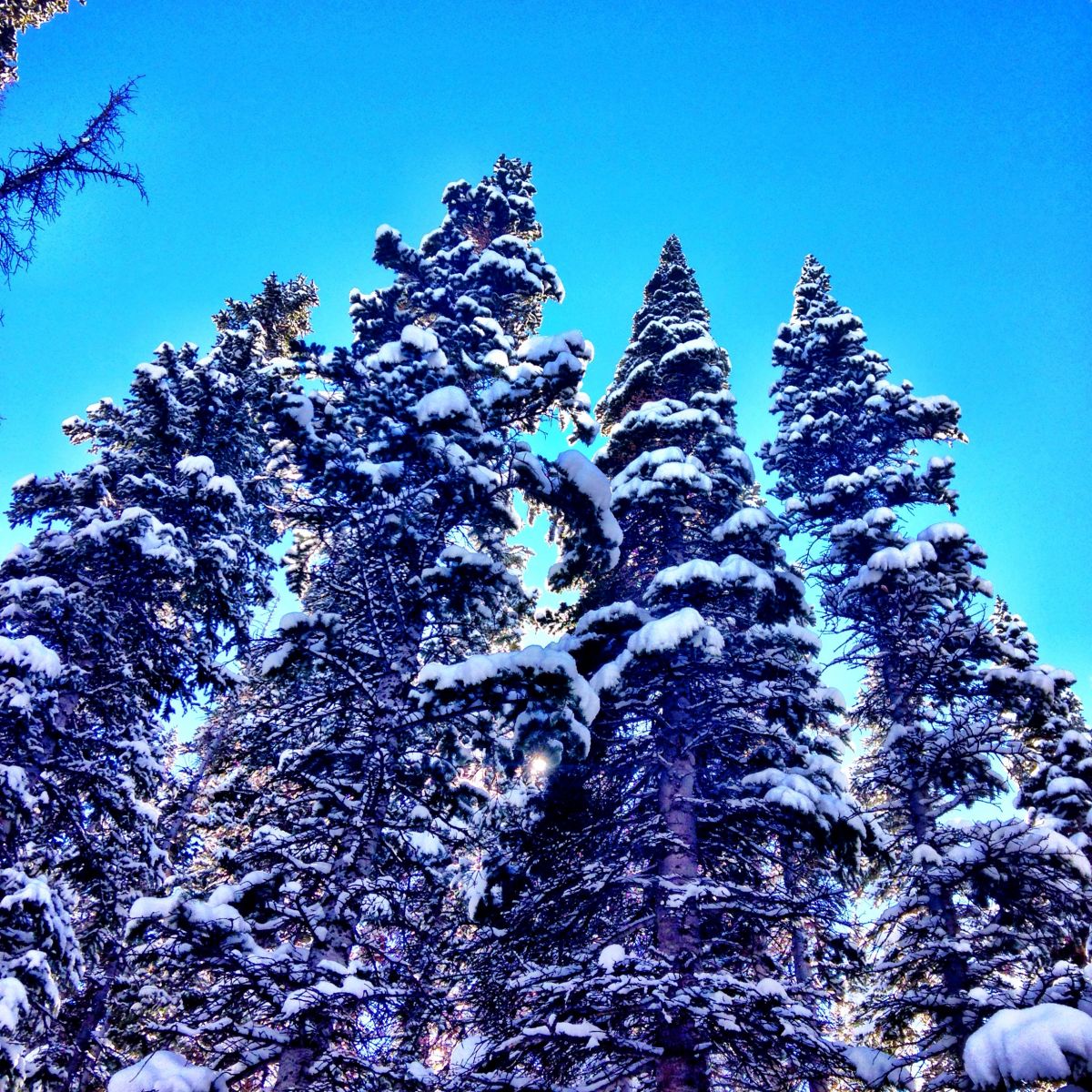 Snow Covered Pine Trees, Snowmass Colorado, Epic