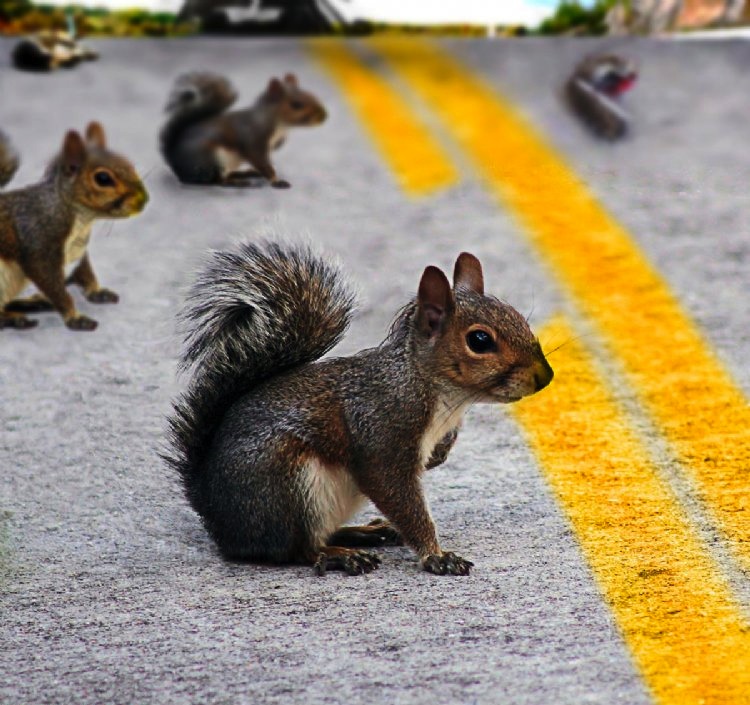 Squirrels Road Kill