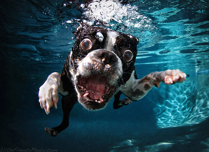 Dog underwater catching ball